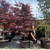 Acer palmatum Emperor l 297573